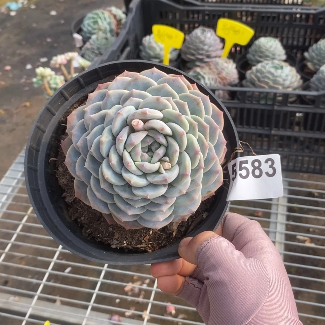 5583冰橙单头一物一拍