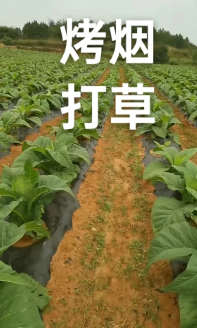 烤烟地打草不伤烟苗烟田用物品农艺增产  5星评论免费送