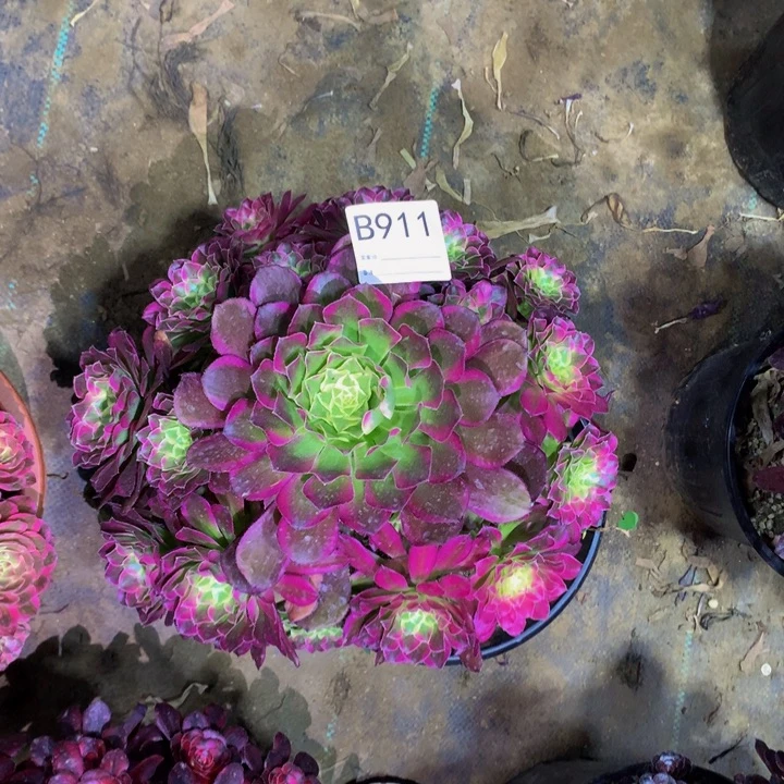 Z**C天河9110000000000