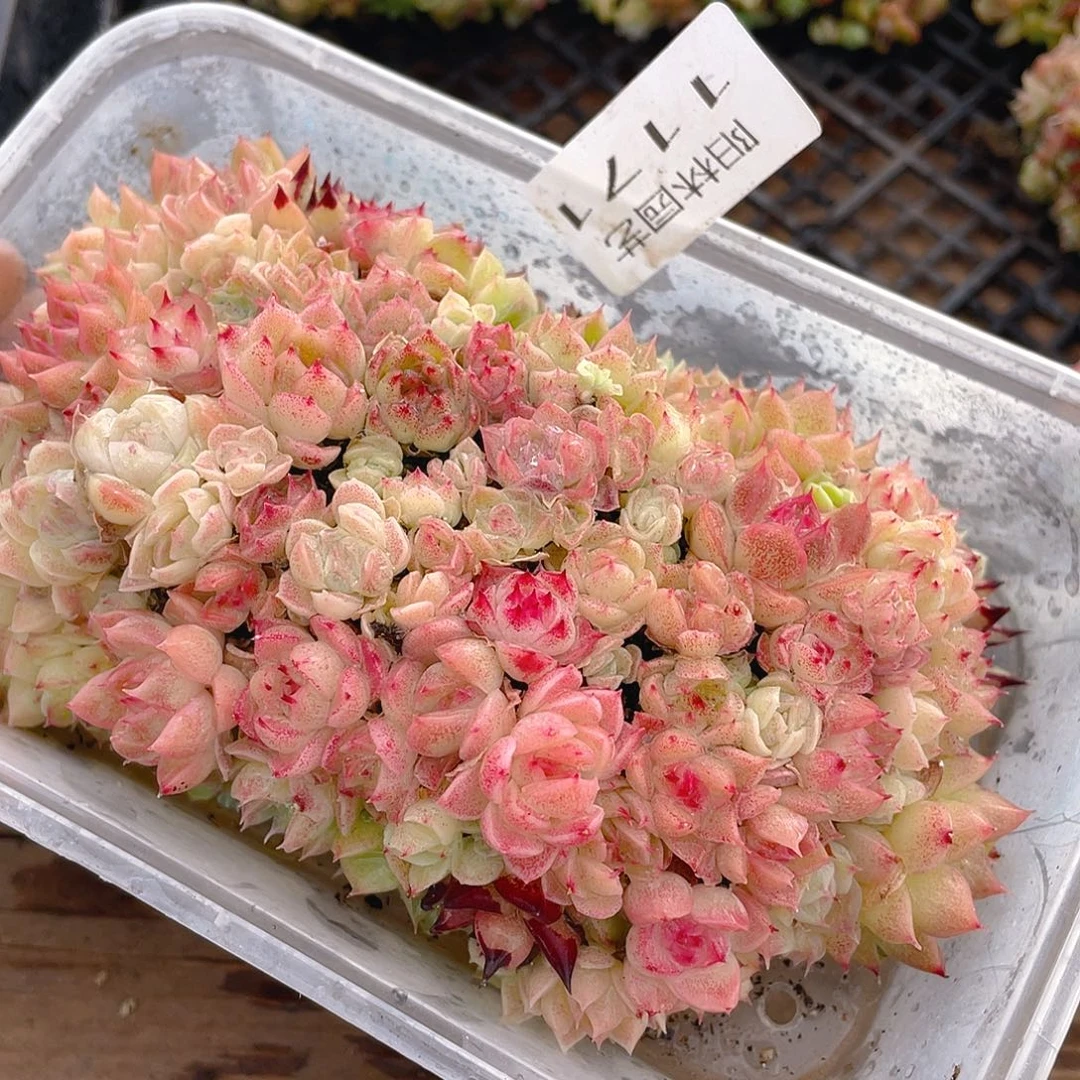 多肉植物多肉植物1171