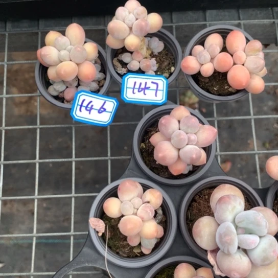 *****一物一拍多肉146147