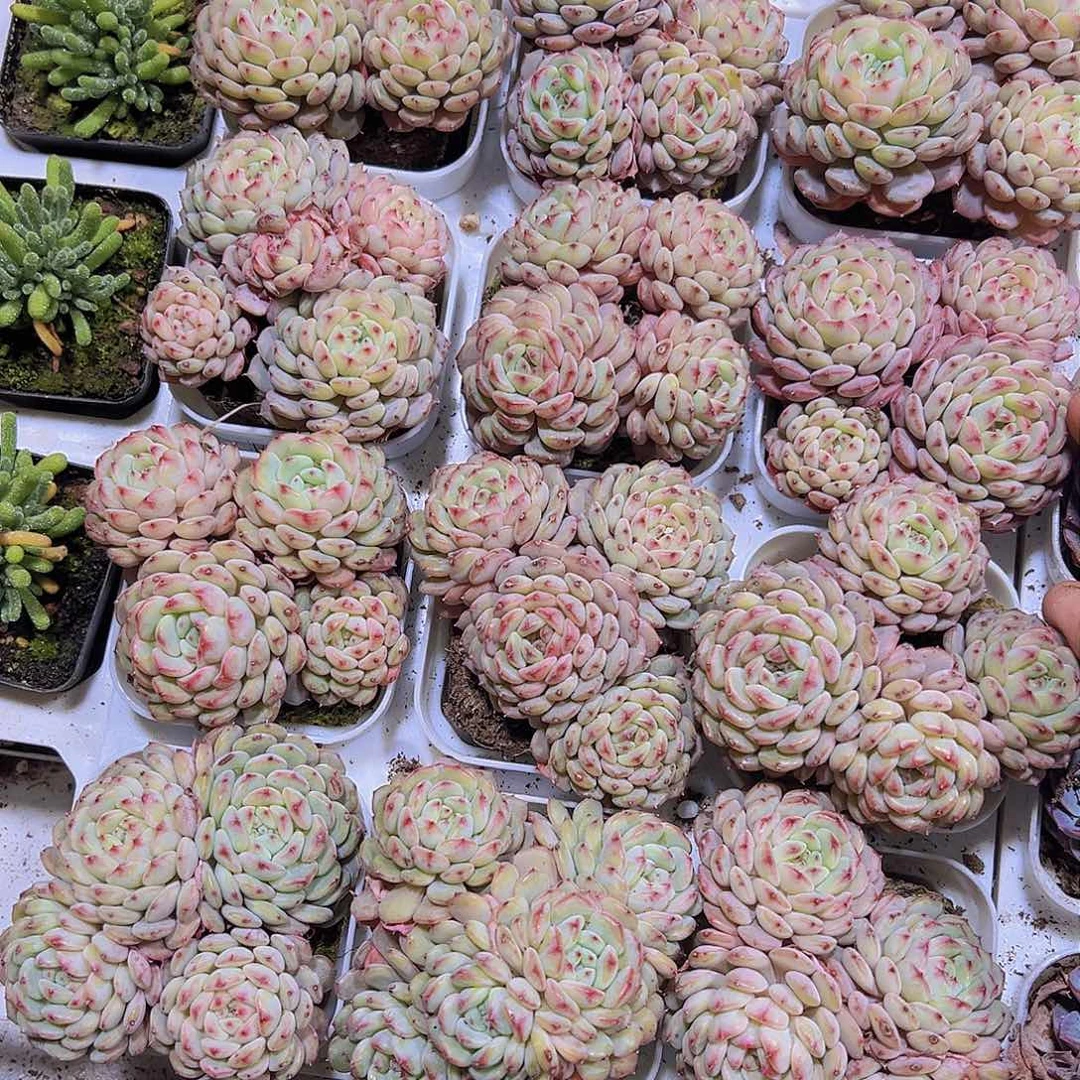 4头起白胖子19包邮