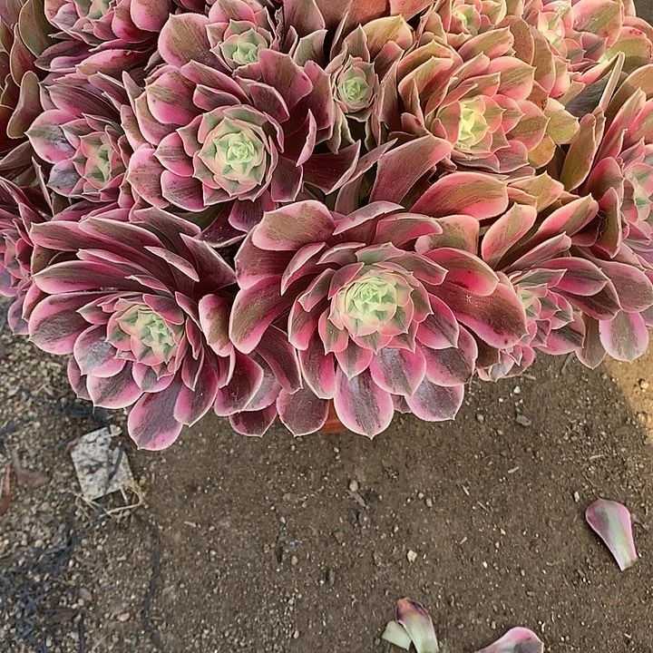 宁***子多肉植物女妖293多肉