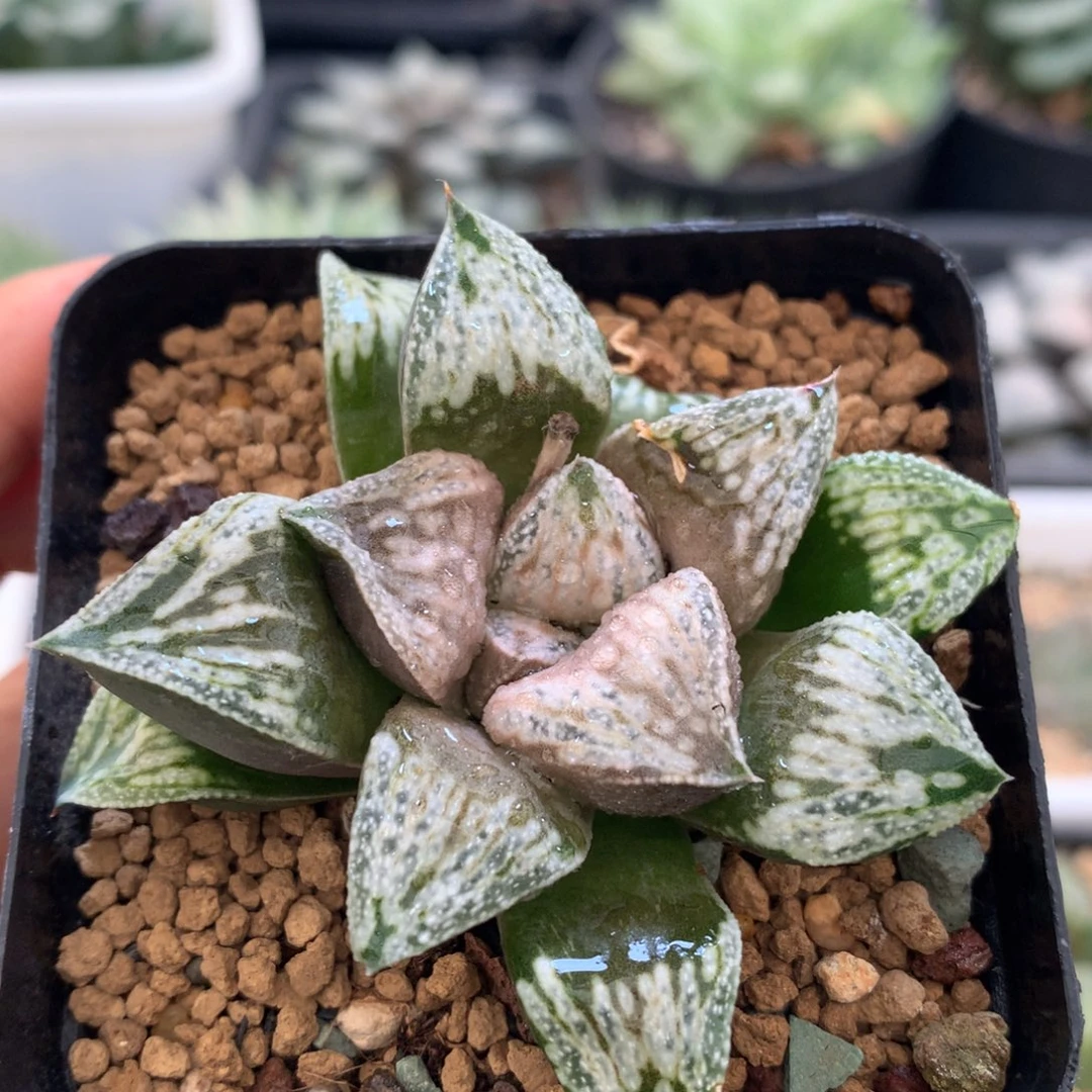 铜雀台，带盆土发货