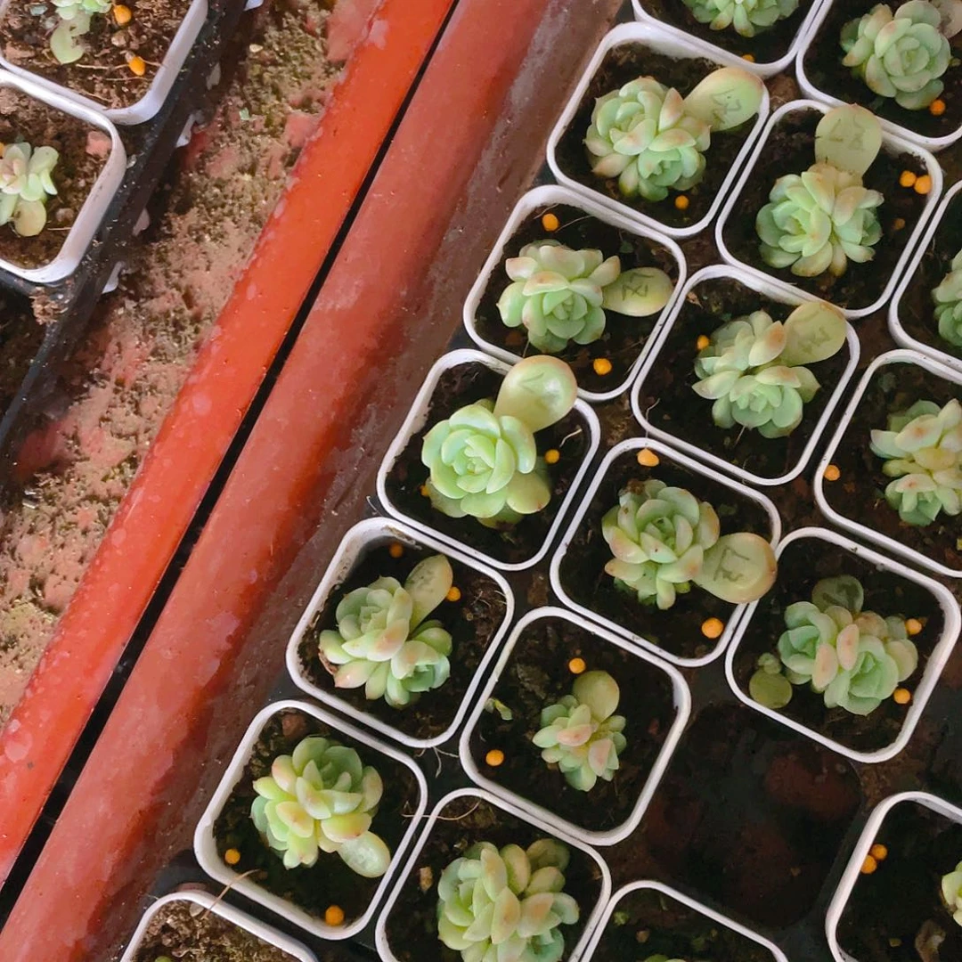 大茘枝中盆一个满25包邮