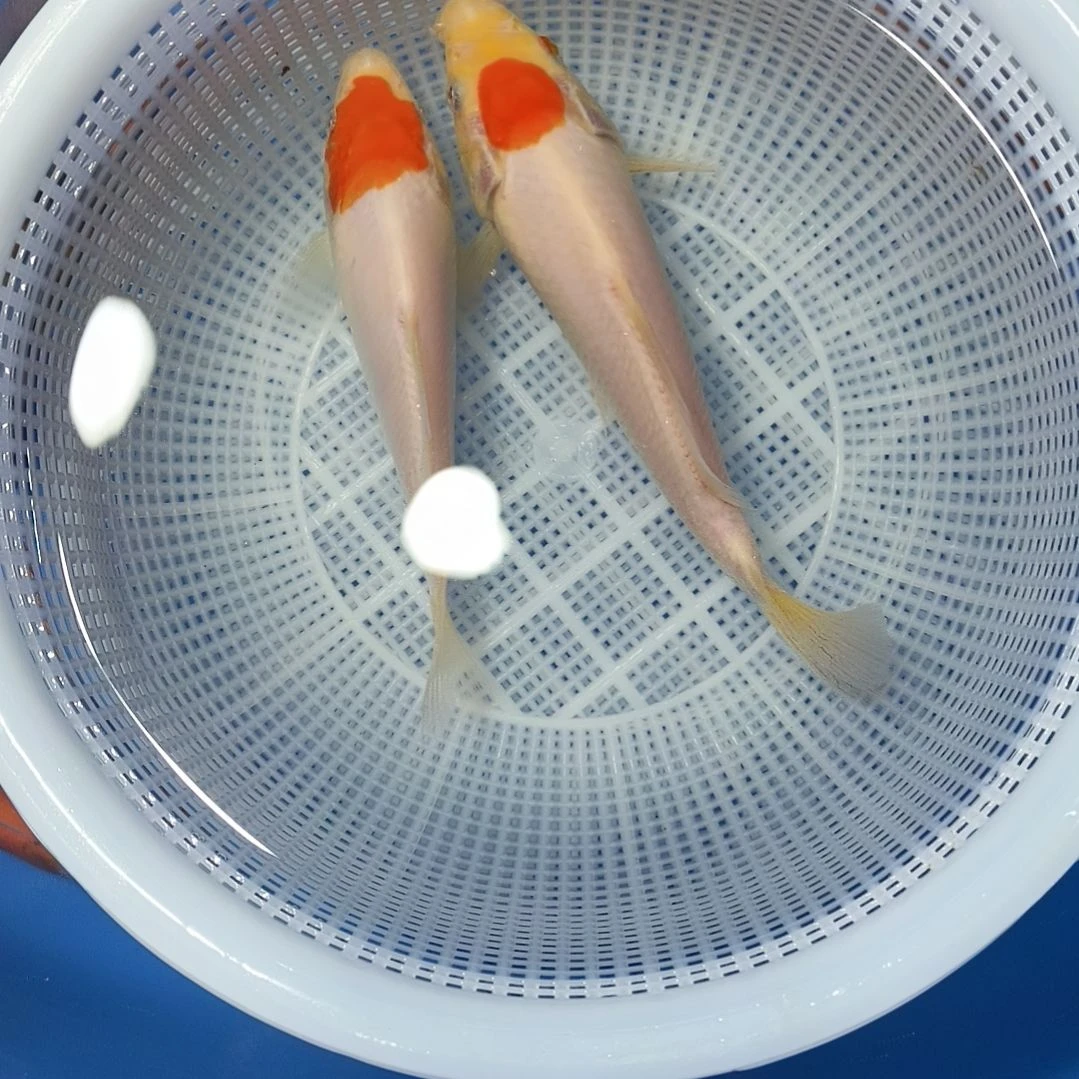 锦鲤锦鲤鱼单顶两尾
