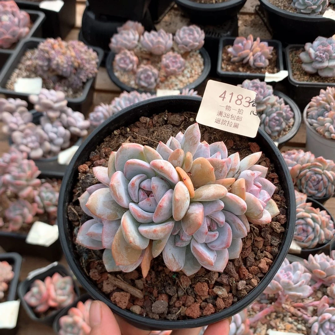 12厘米八头溏心石榴籽4183