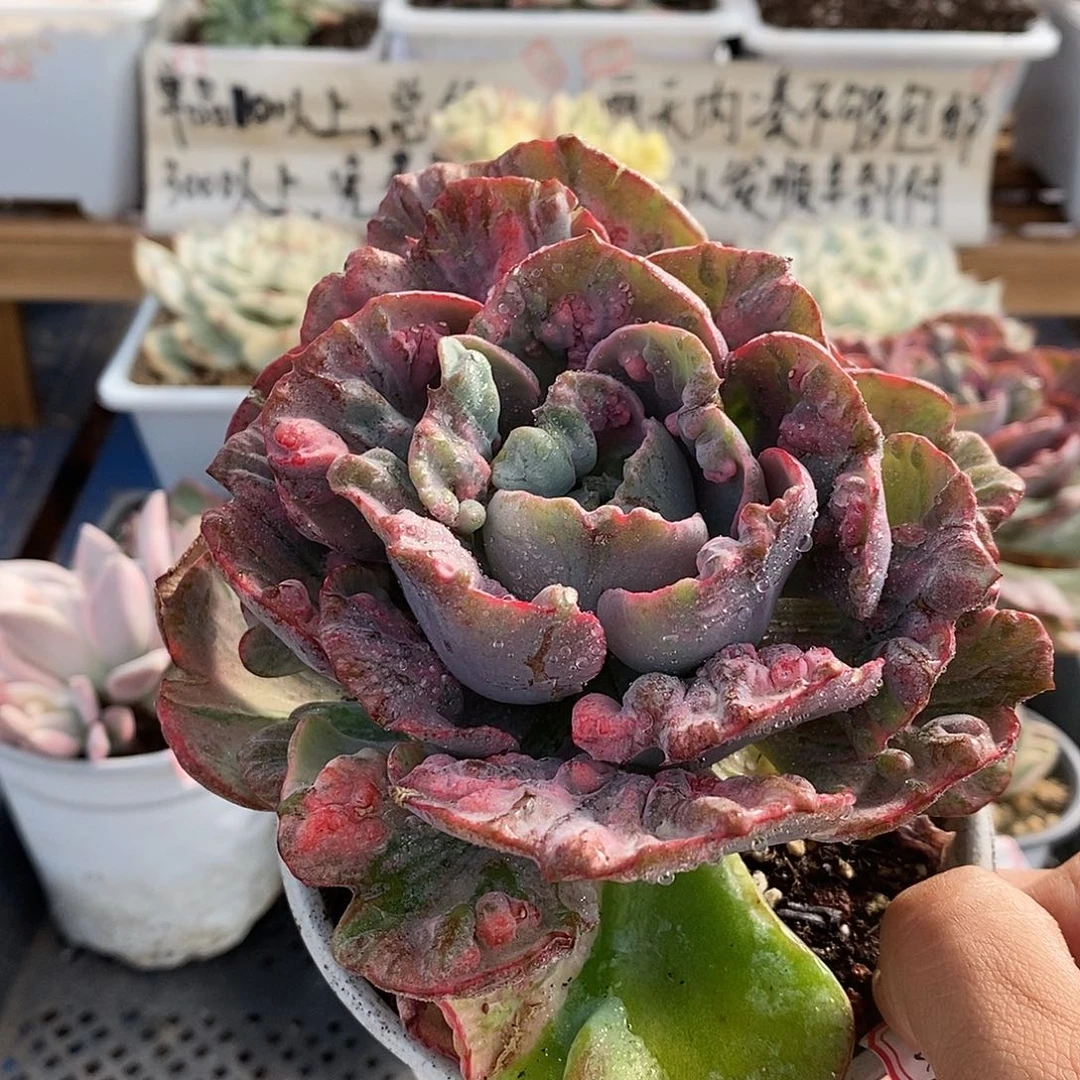 17218 宝塔锦有杆子