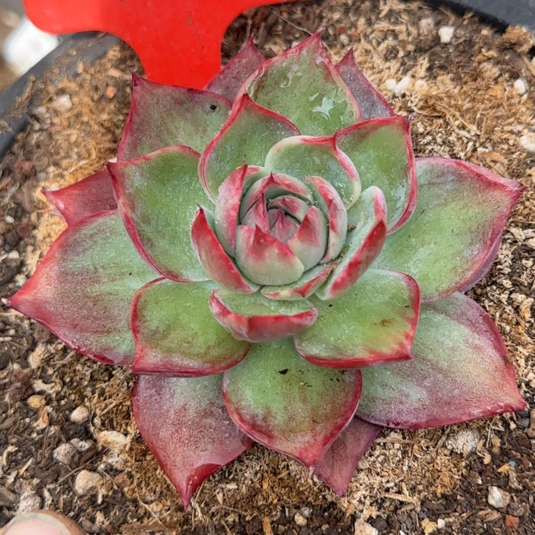 惊鸿一物一拍包装收缩花旱106