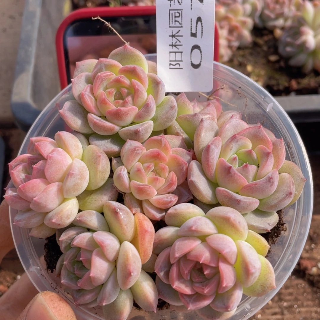 多肉植物多肉植物57