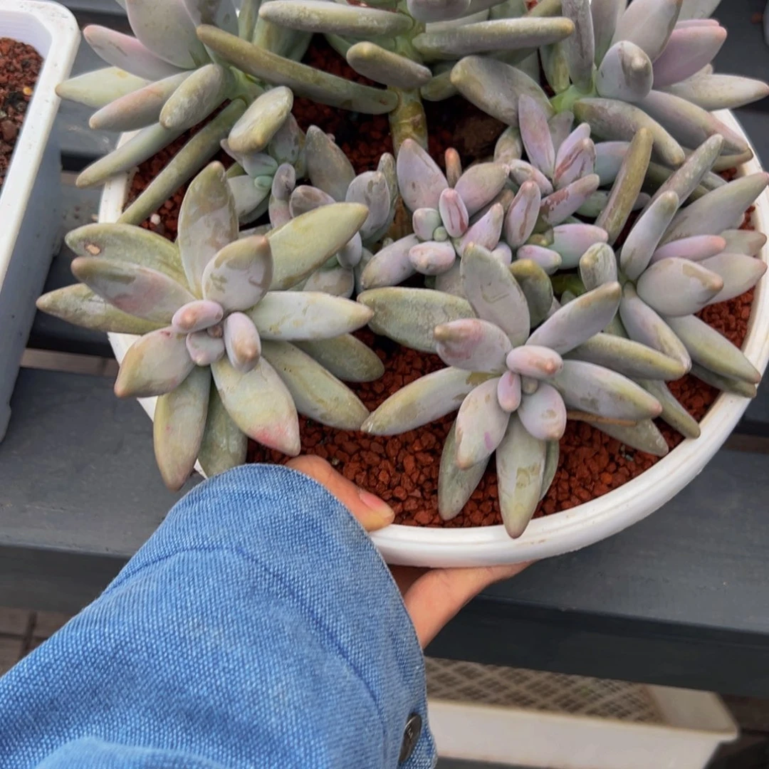 悦***者企鹅一颗肉肉看看