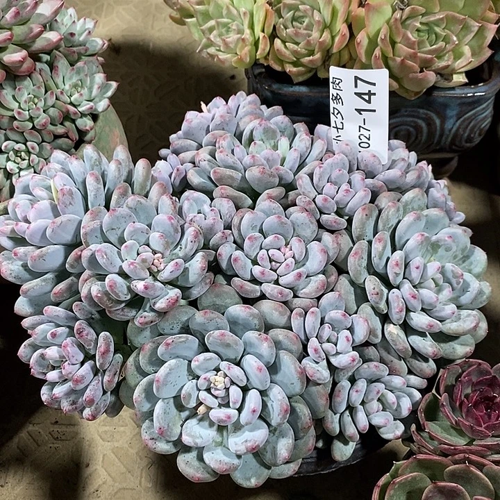 小七夕多肉香香雪147