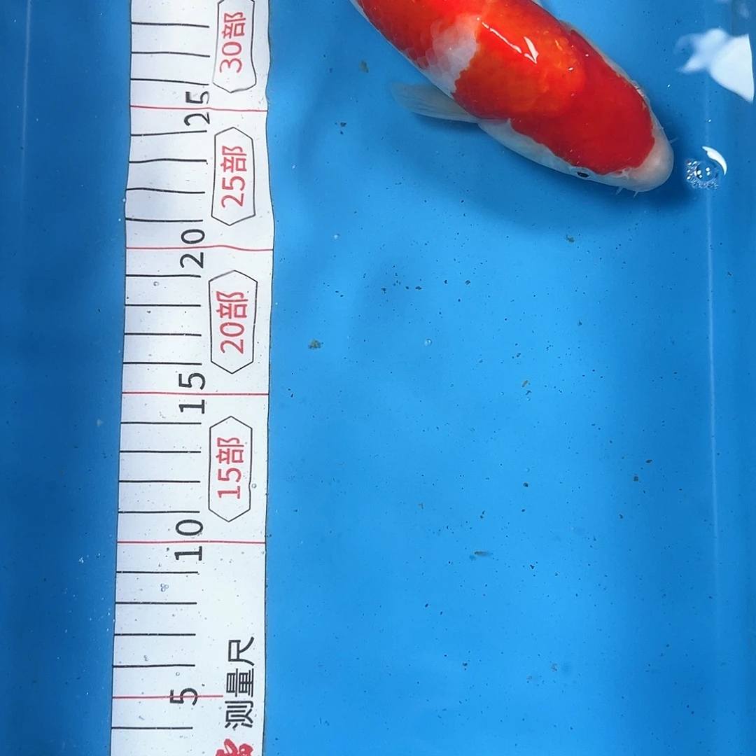 锦鲤鑫泓锦鲤养殖