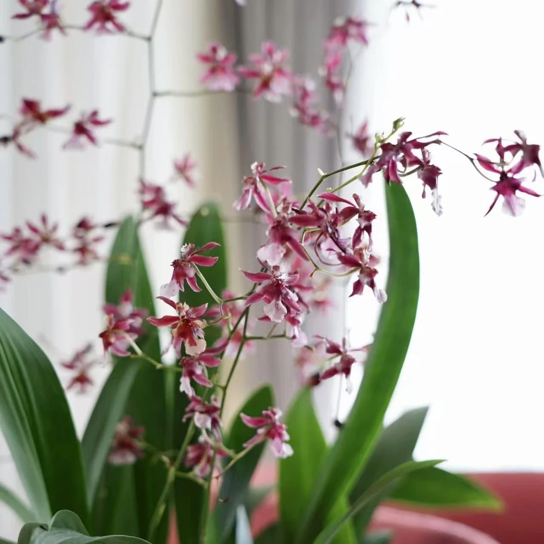 【云】巧克力香水文心兰盆栽室内花卉绿植清新装饰客厅