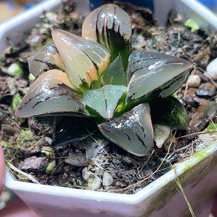 660红纹寿锦特选福利