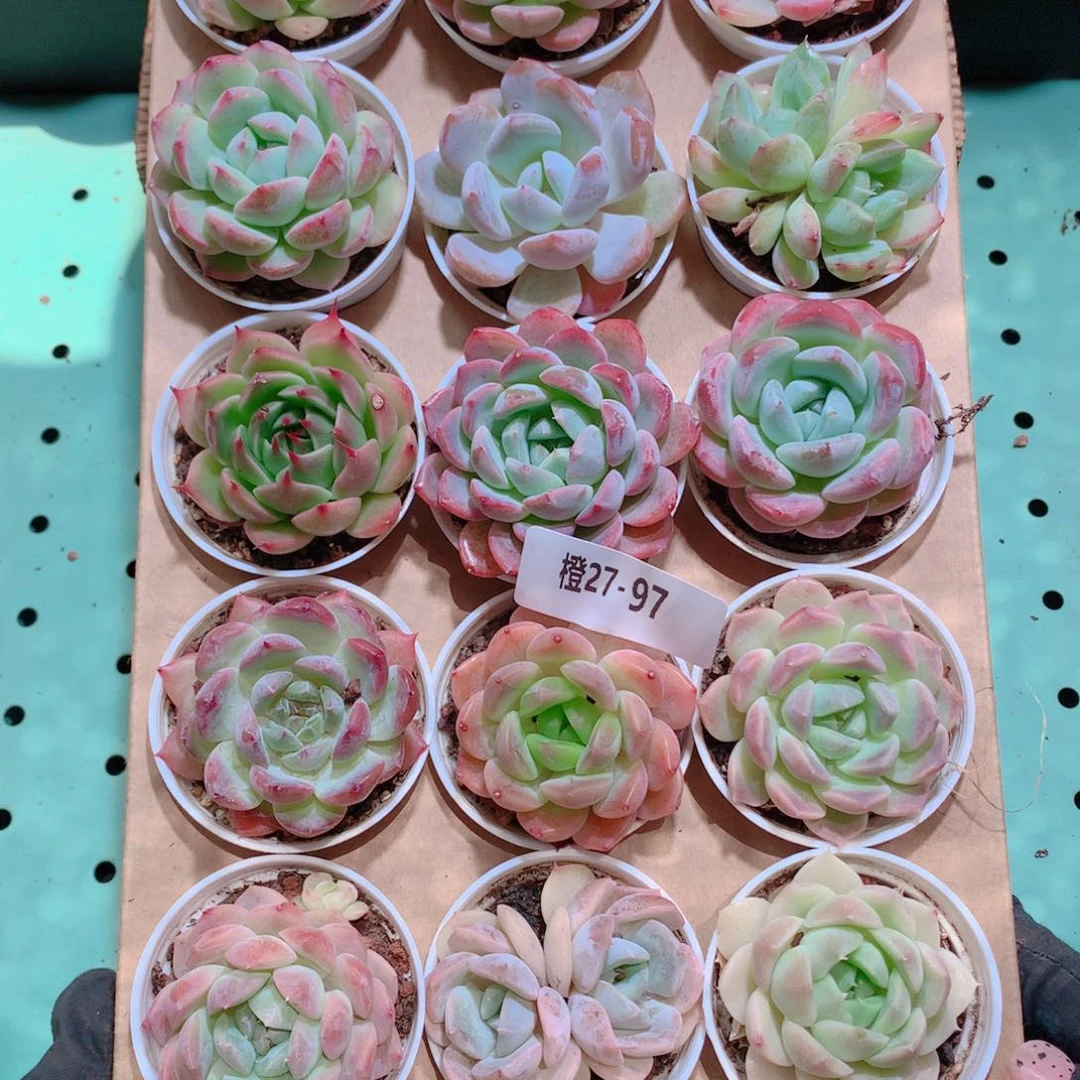 27-97一物一拍带盆18颗