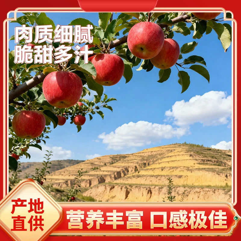 陕北米脂红富士苹果脆甜可口当季新鲜水果