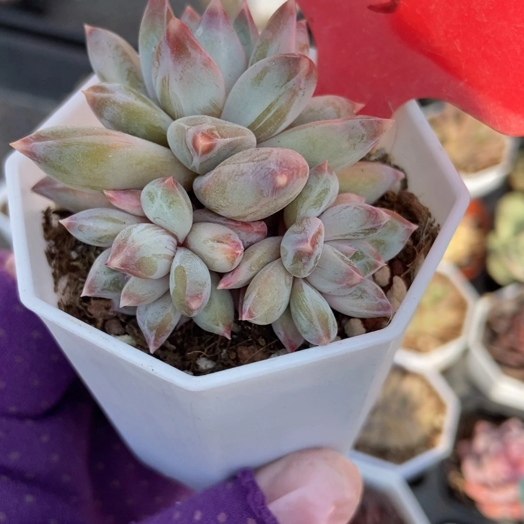 15梦幻美人多肉植物