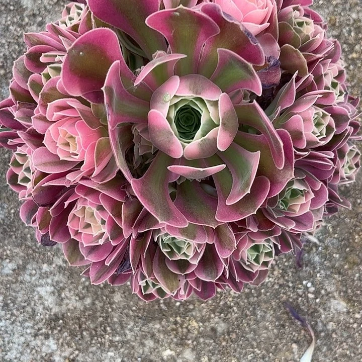 多肉植物香妃锦。
