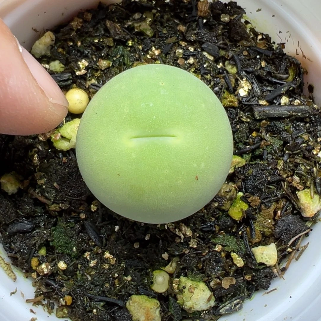 【闪购商品】077……