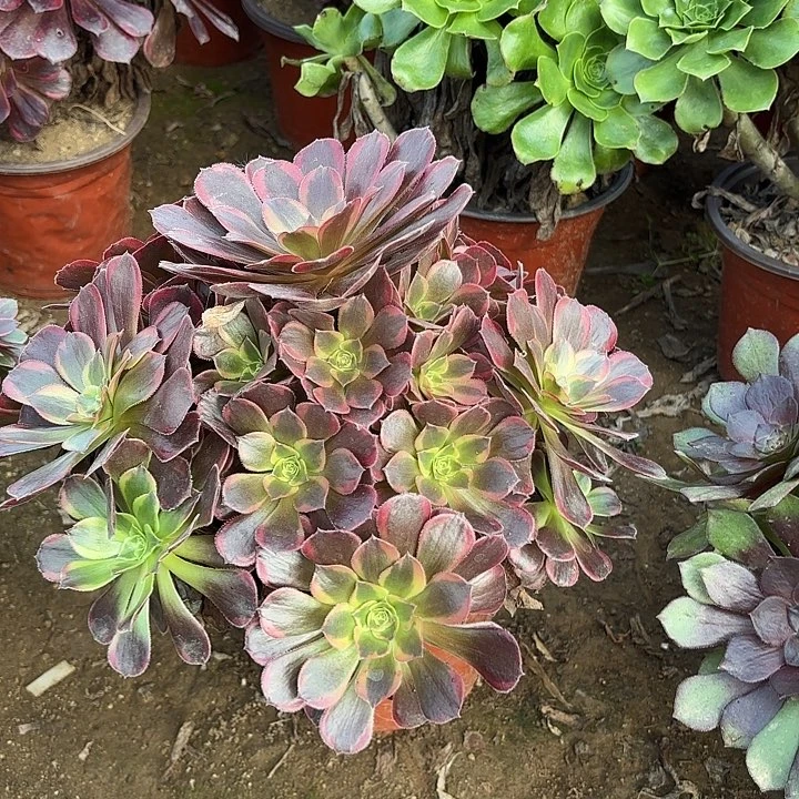 多肉植物水果糖12