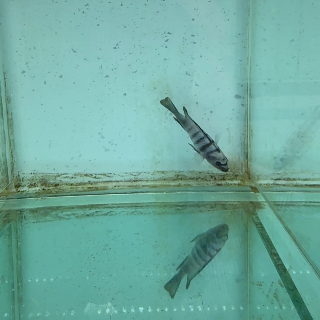 慈鲷435小骷髅。