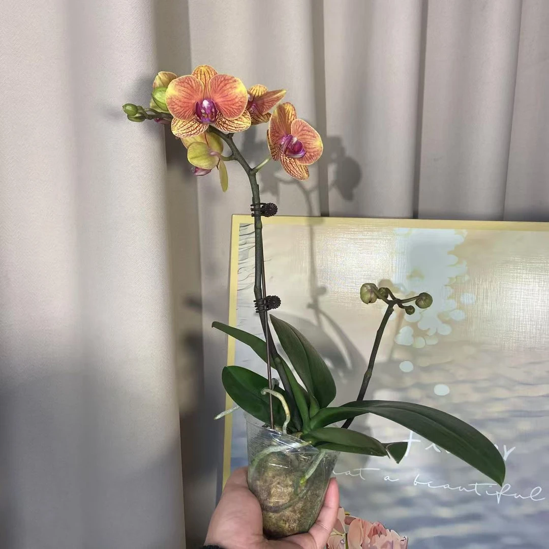 蝴蝶兰《吉利》单苗单花剑 名贵品种 好养活好打理