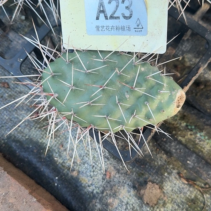 长枪硫磺一个发货啦啦