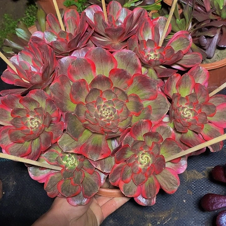 纳福多肉植物法师