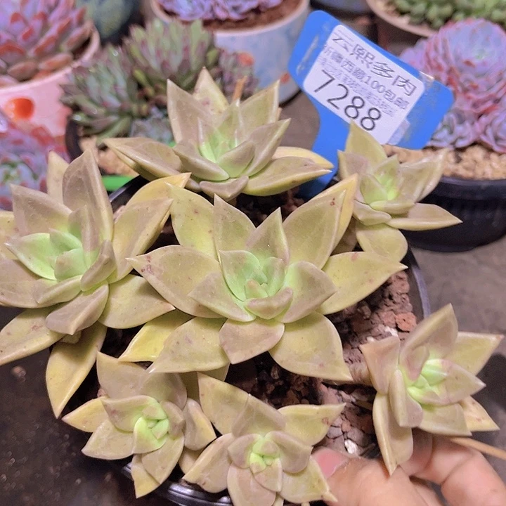 7288黄金表丽娜。