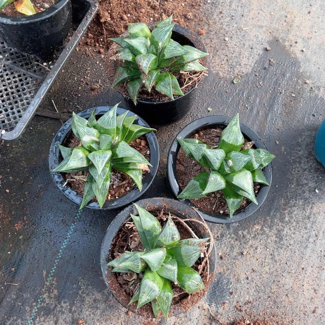 A超大一袋康平多肉植物一颗