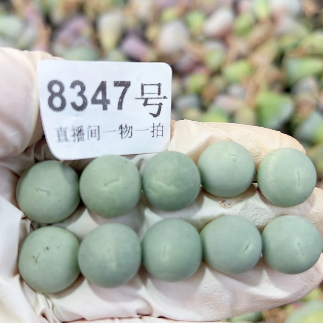 8347两年鸽子蛋10个1.2cm左右有点小特价