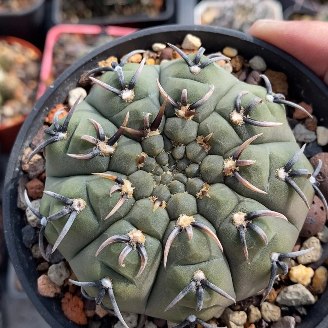 植播园艺园艺三刺玉