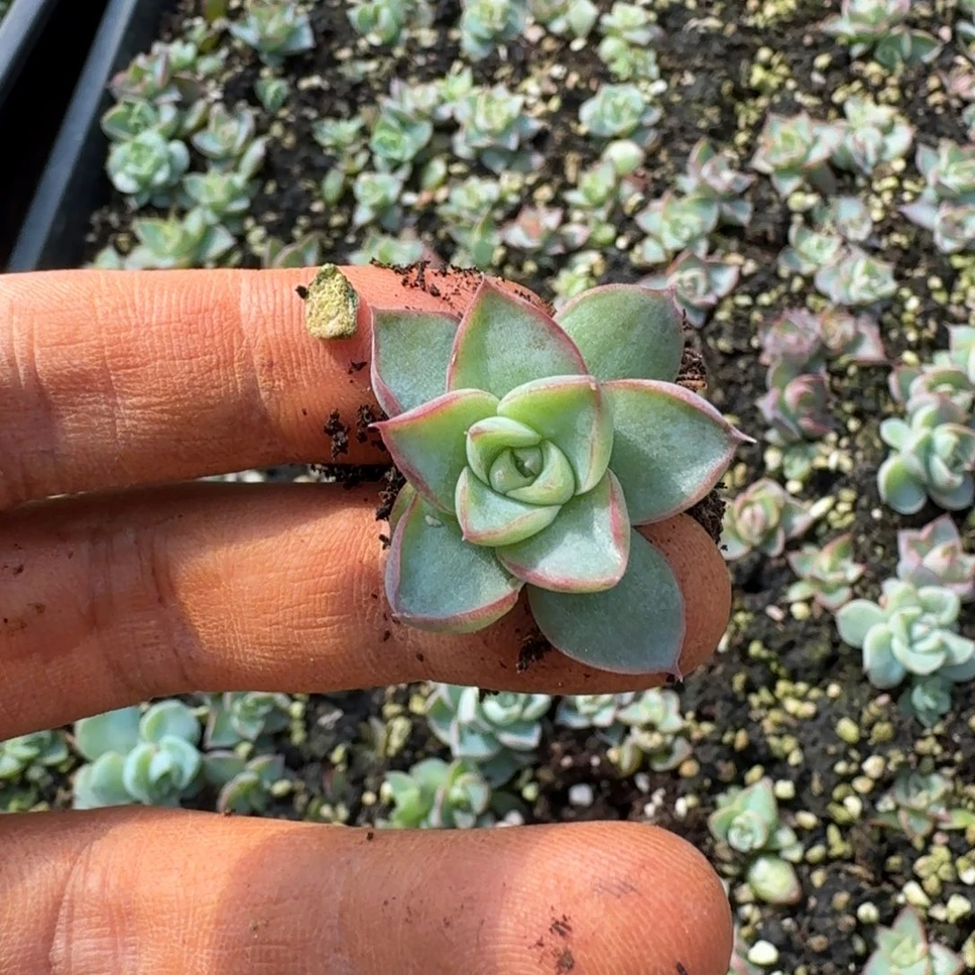 26-92紫霞一颗量拍发货小苗