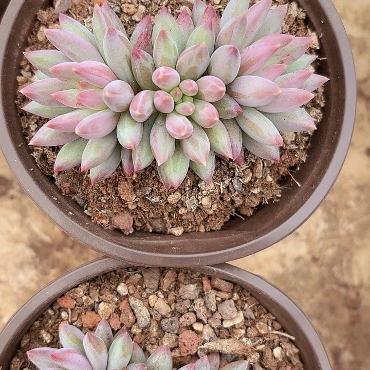 车厘子（满18包邮、偏远地区1号链接拍十块运费）