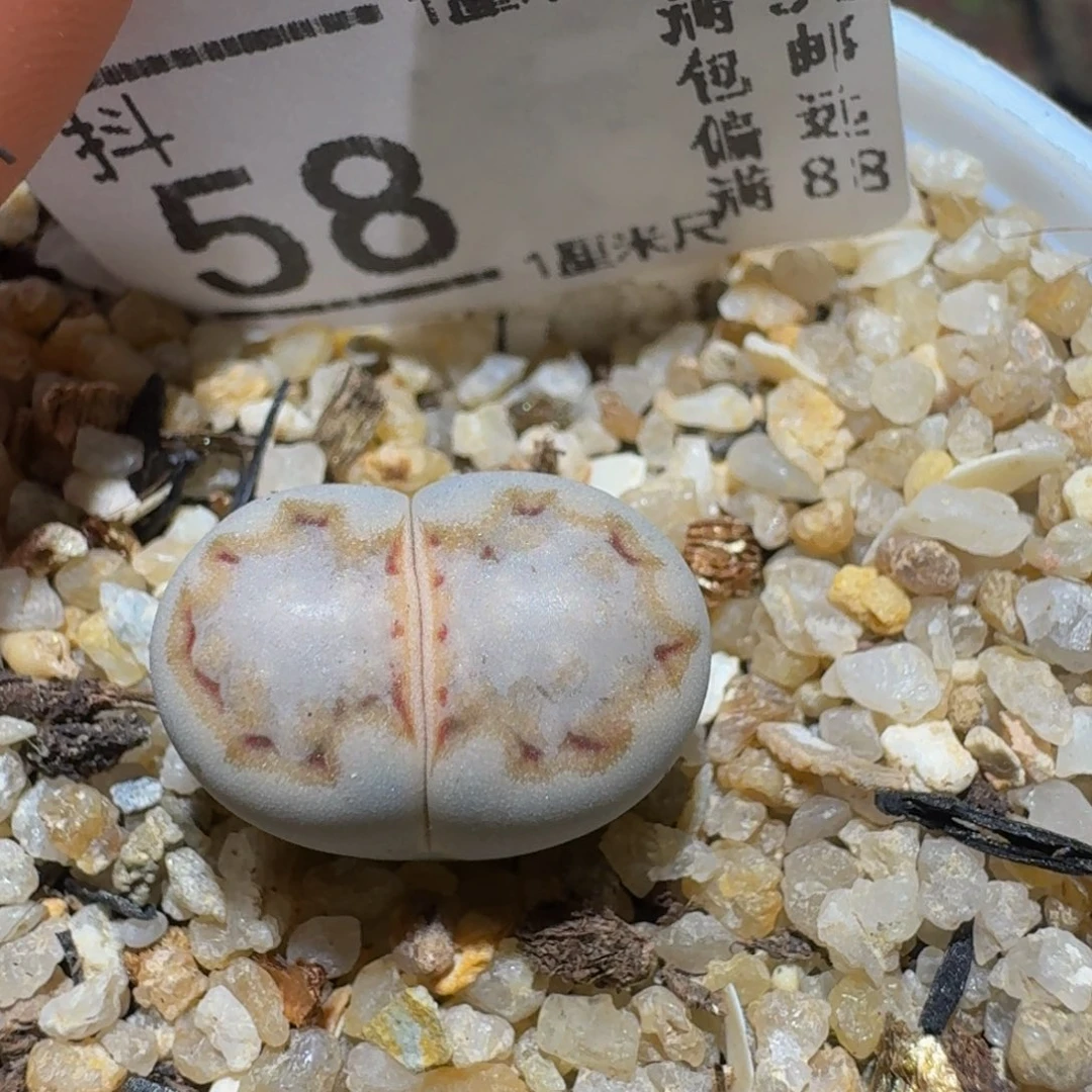 Ssss 绝美小可爱58