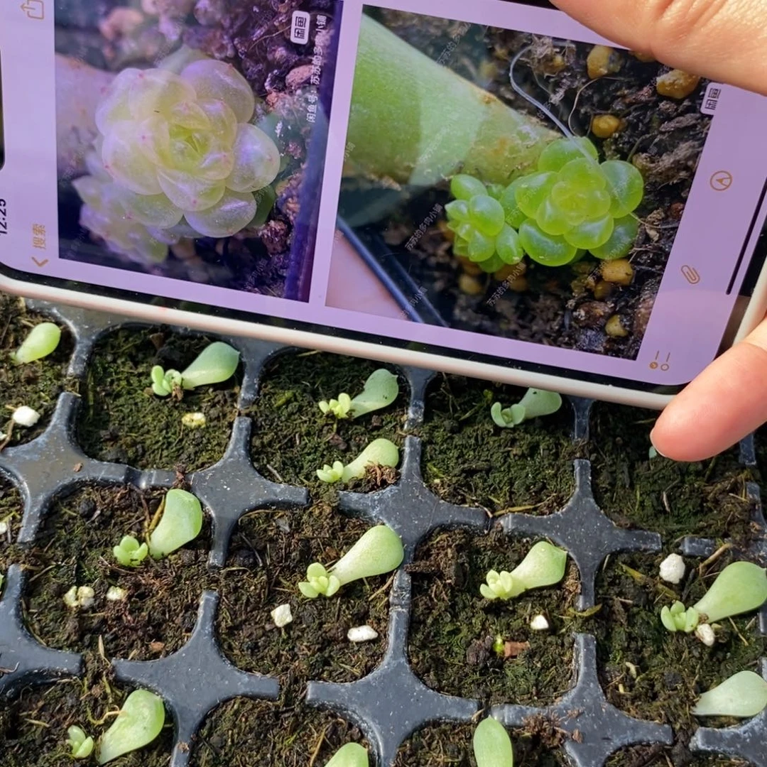 苏20芽苗1颗多肉量拍