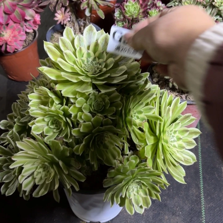 一**⑦瑞妈一物一拍336有断枝