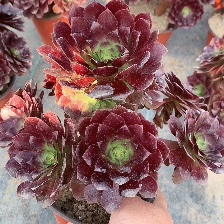 220赤焰莲多肉植物