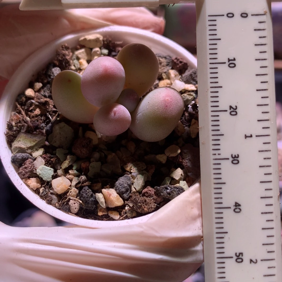 米可奶酪多肉米可奶