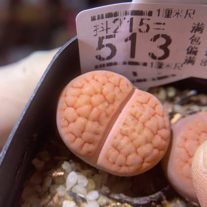 精品生石花215.513