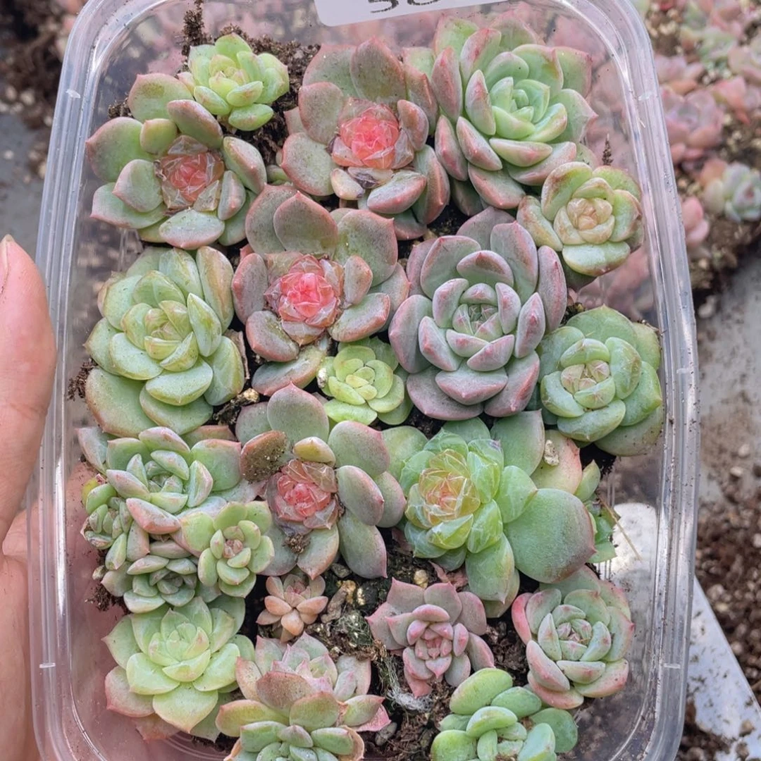 云糖心多肉植物580