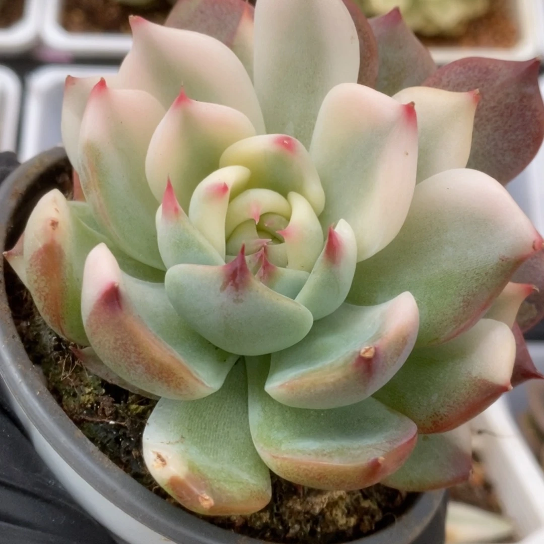 711锦锦锦锦锦锦锦