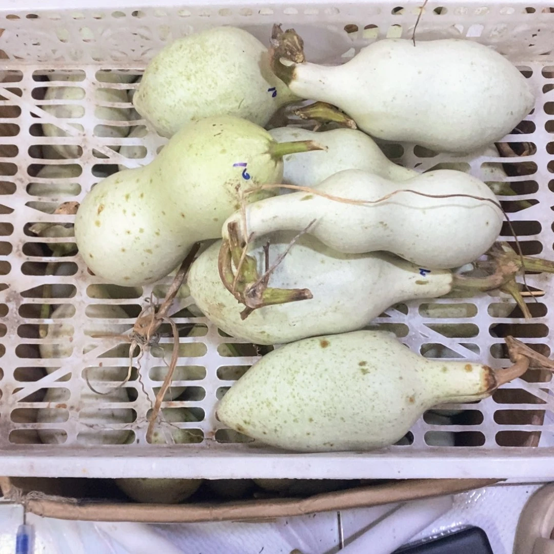 启*文玩葫芦青皮葫芦