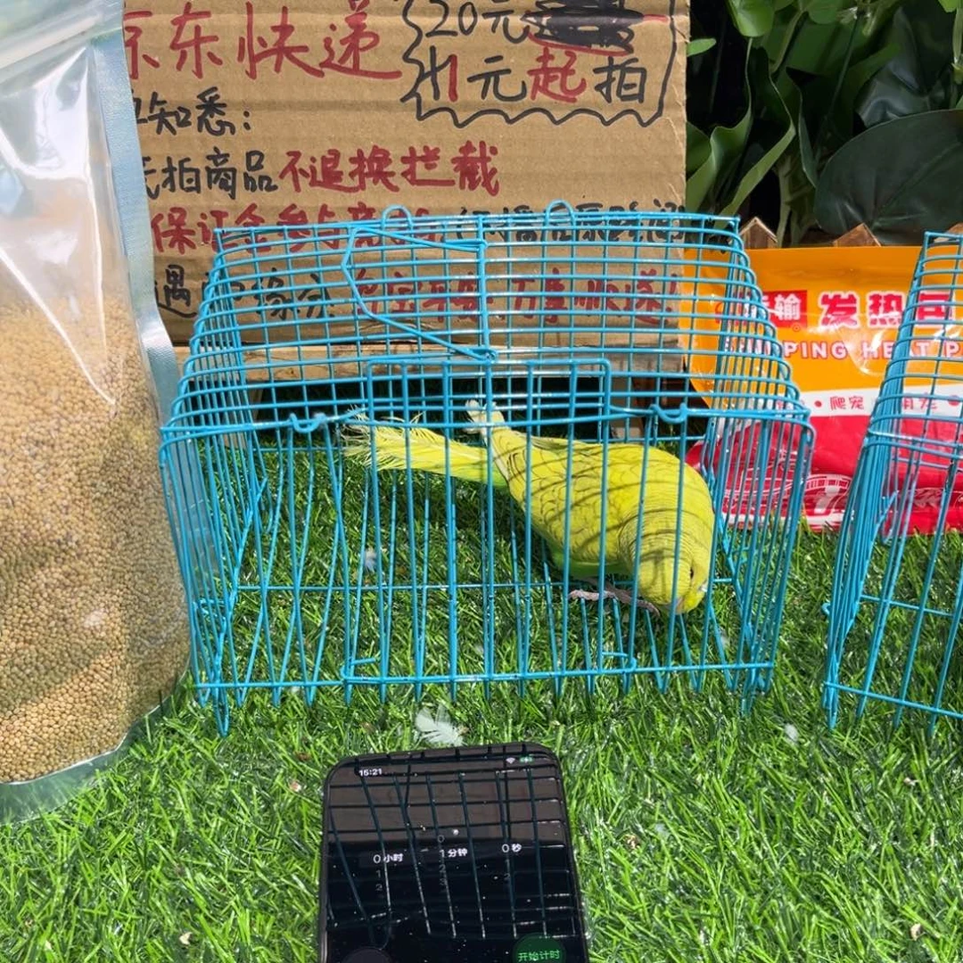 A***尼虎皮鹦鹉大头虎皮鹦鹉一只，一物一拍不退换竞拍