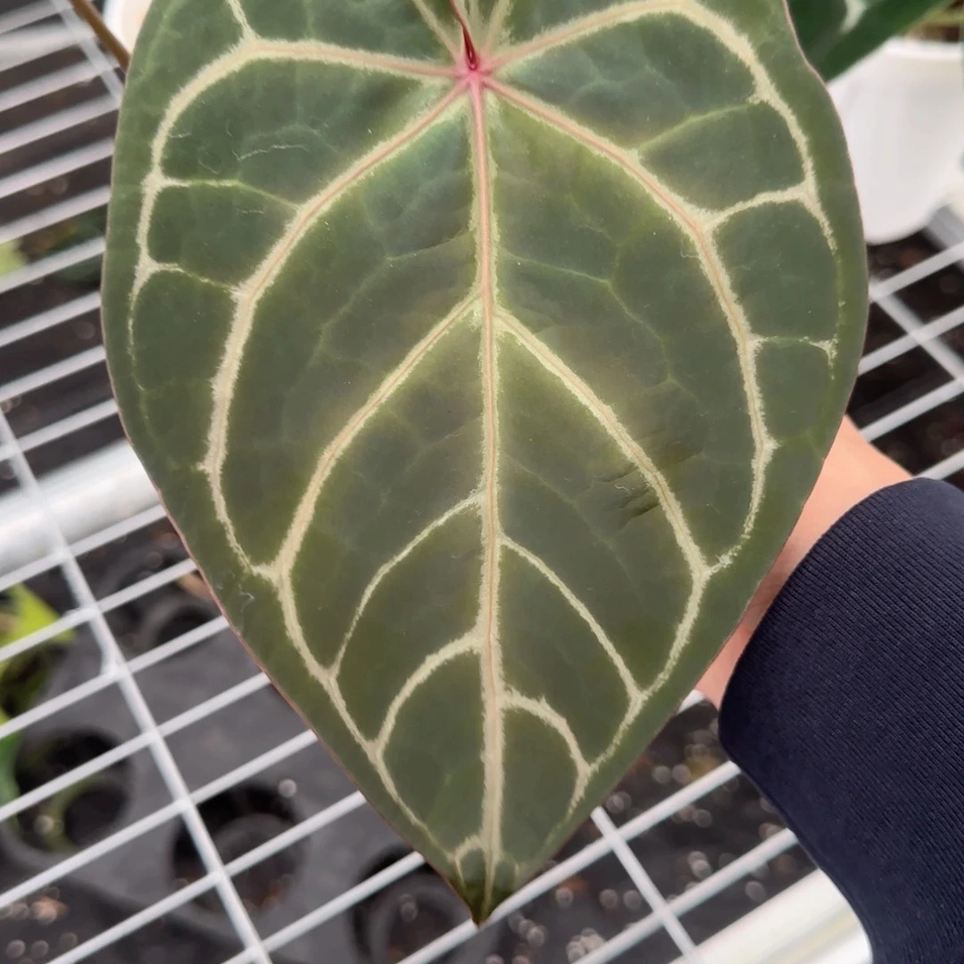 完全开放红水晶杂