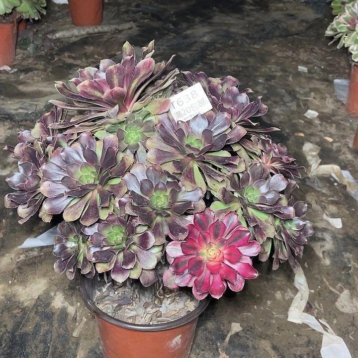 638晚霞变异多肉法师