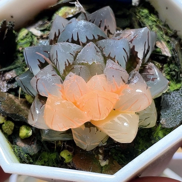 703水中月錦一物一拍