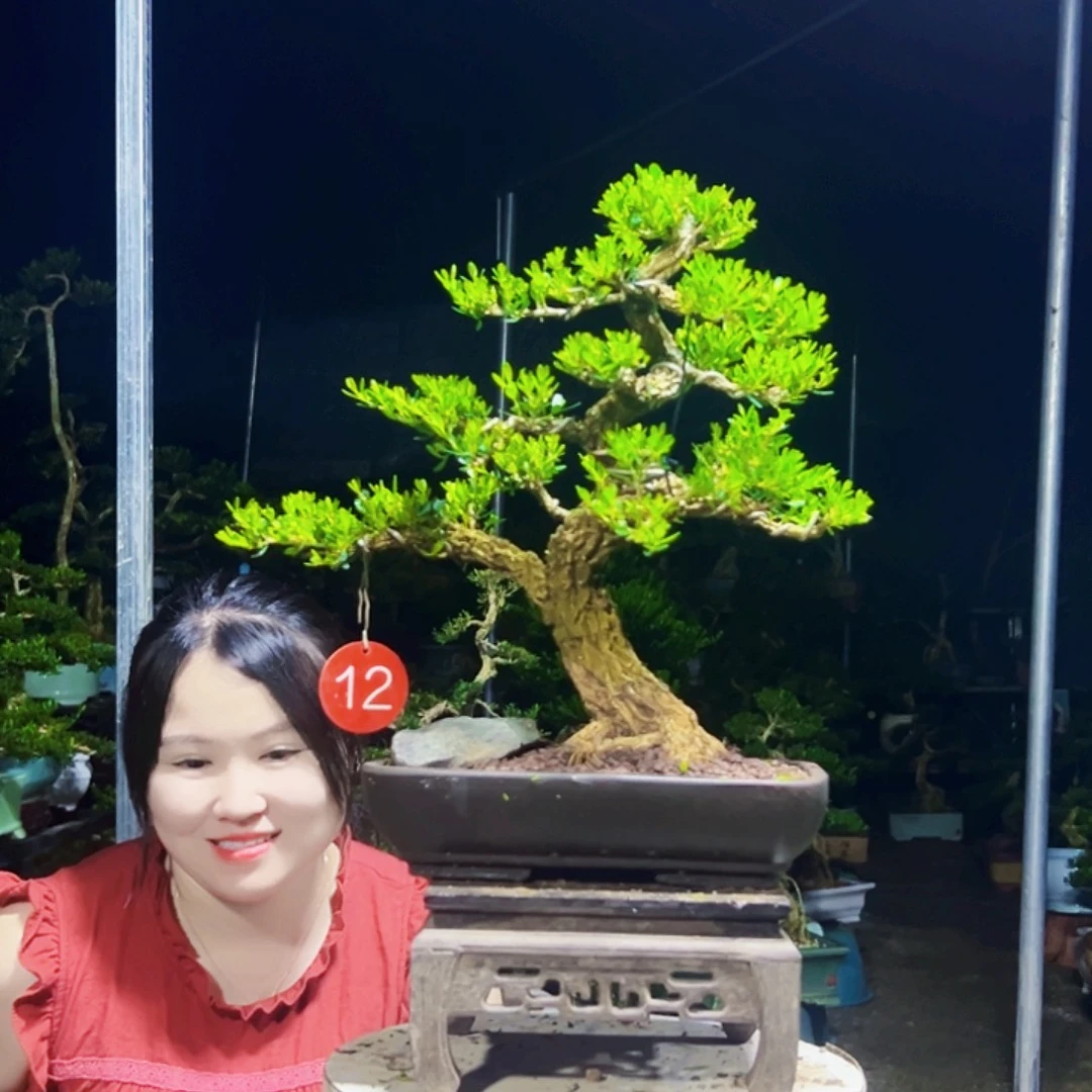 如***姐无花朵黄杨木