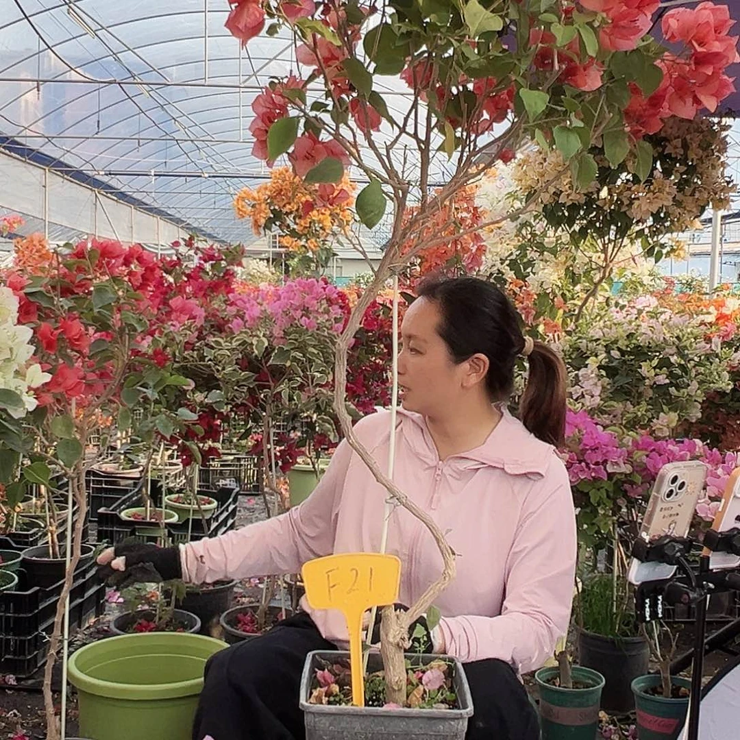 平***乐大部分花苞少量开放F21不甜西瓜